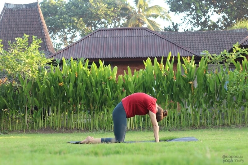 Yoga Poses for Beginners: Cat Pose