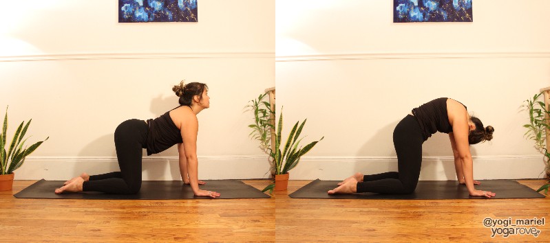 yogi warming up for thread the needle pose with cat-cow.