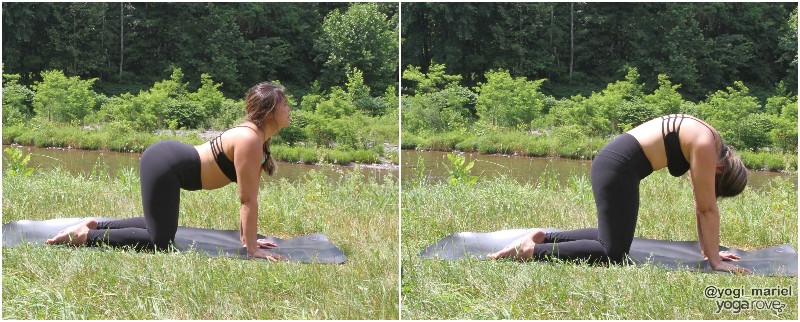 yogi practicing cat-cow in yin yoga sequence.